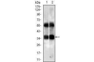Western blot analysis using PPP2CB mouse mAb against HUVE-12 (1) and K562 (2) cell lysate. (PPP2CB anticorps)