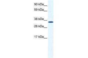 Western Blotting (WB) image for anti-Annexin A2 (ANXA2) antibody (ABIN2461379) (Annexin A2 anticorps)