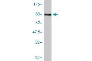 Western Blot detection against Immunogen (73.