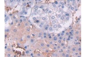 Detection of FGL1 in Rat Adrenal gland Tissue using Polyclonal Antibody to Fibrinogen Like Protein 1 (FGL1)