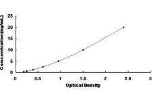 ELISA image for Solute Carrier Family 16, Member 1 (Monocarboxylic Acid Transporter 1) (SLC16A1) ELISA Kit (ABIN420057)