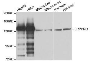 Western blot analysis of extracts of various cell lines, using LRPPRC antibody. (LRPPRC anticorps  (AA 1041-1394))