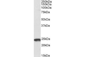 ABIN184674 (2µg/ml) staining of U937 lysate (35µg protein in RIPA buffer). (PYCARD anticorps  (C-Term))