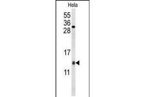 Western blot analysis of COX5A Antibody in Hela cell line lysates (35ug/lane) (COX5A anticorps  (AA 46-73))