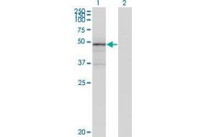 Western Blotting (WB) image for anti-Tenascin XB (TNXB) (AA 1-674) antibody (ABIN961373) (TNXB anticorps  (AA 1-674))