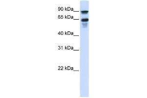 WB Suggested Anti-VGF Antibody Titration:  0. (VGF anticorps  (Middle Region))