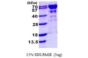 SDS-PAGE (SDS) image for GTPase Activating Protein (SH3 Domain) Binding Protein 1 (G3BP1) (AA 1-466) protein (His tag) (ABIN667856)