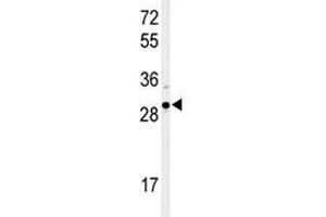 Western blot analysis of XBP1 antibody and Ramos lysate. (XBP1 anticorps  (AA 62-91))