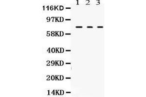 Anti- TGM2 Picoband antibody, Western blotting All lanes: Anti TGM2  at 0. (Transglutaminase 2 anticorps  (N-Term))