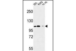 Roundabout 4 Antibody (N-term) (ABIN651292 and ABIN2840173) western blot analysis in 293,K562,HL-60 cell line lysates (35 μg/lane). (ROBO4 anticorps  (N-Term))