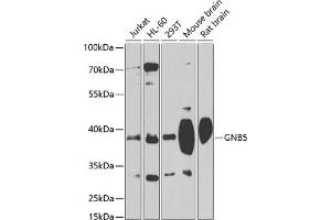 Western blot analysis of extracts of various cell lines, using GNB5 antibody (ABIN1680056, ABIN3018941, ABIN3018942 and ABIN6220634) at 1:1000 dilution. (GNB5 anticorps  (AA 1-200))