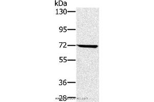 Western blot analysis of Hela cell , using NUP85 Polyclonal Antibody at dilution of 1:300 (NUP85 anticorps)