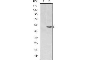 Western blot analysis using MTHFR mAb against HEK293 (1) and MTHFR(AA: 339-499)-hIgGFc transfected HEK293 (2) cell lysate.