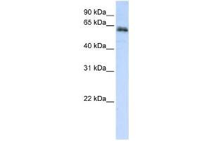 Western Blotting (WB) image for anti-Zinc Finger Protein 131 (ZNF131) antibody (ABIN2459126) (ZNF131 anticorps)