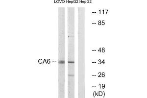 Western Blotting (WB) image for anti-Carbonic Anhydrase VI (CA6) (C-Term) antibody (ABIN1851012) (CA6 anticorps  (C-Term))