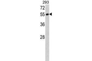 Western blot analysis of SERPINF1 Antibody (N-term) in 293 cell line lysates (35ug/lane). (PEDF anticorps  (N-Term))