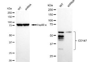 Western blotting analysis using CD147 antibody (ABIN7797740). (Recombinant CD147 anticorps)