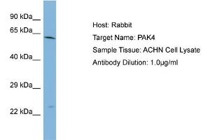 Host: Rabbit Target Name: PAK4 Sample Type: ACHN Whole cell lysates Antibody Dilution: 1. (PAK4 anticorps  (Middle Region))