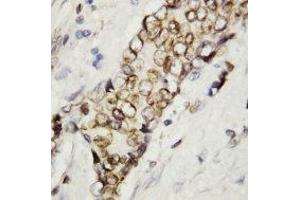 anti-Lamin B (AA 570-586) antibody