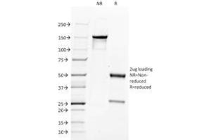 SDS-PAGE Analysis CD34 Mouse Monoclonal Antibody (QBEnd/10). (CD34 anticorps)