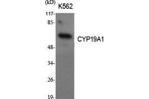 Western Blot (WB) analysis of specific cells using CYP19A1 Polyclonal Antibody. (Aromatase anticorps  (Internal Region))