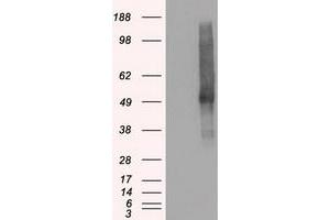 HEK293T cells were transfected with the pCMV6-ENTRY control (Left lane) or pCMV6-ENTRY SLC18A2 (Right lane) cDNA for 48 hrs and lysed. (SLC18A2 anticorps)