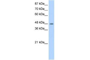 WB Suggested Anti-SURF6 Antibody Titration:  1. (SURF6 anticorps  (N-Term))