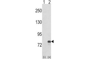 Western Blotting (WB) image for anti-Guanine Monophosphate Synthetase (GMPS) antibody (ABIN3001740) (GMP Synthase anticorps)
