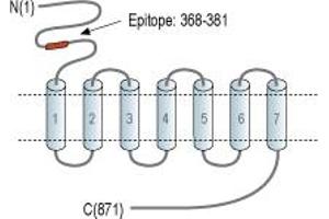 Representative domain view of the target of ABIN7043254.