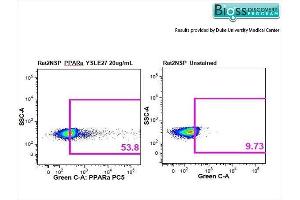 Rat splenocytes stained with Anti-PPAR alpha Polyclonal Antibody, PE-CY5 Conjugated at 1:50.