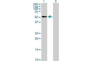 Western Blot analysis of EDIL3 expression in transfected 293T cell line by EDIL3 MaxPab polyclonal antibody. (EDIL3 anticorps  (AA 1-480))
