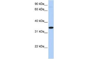 WB Suggested Anti-SLC44A3 Antibody Titration:  0. (SLC44A3 anticorps  (Middle Region))