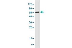 Western Blot detection against Immunogen (55. (ENKUR anticorps  (AA 1-256))