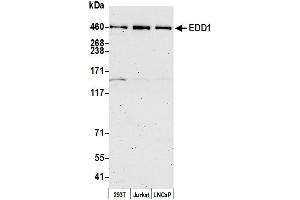 Western Blotting (WB) image for anti-Ubiquitin Protein Ligase E3 Component N-Recognin 5 (UBR5) (AA 600-650) antibody (ABIN7454646)