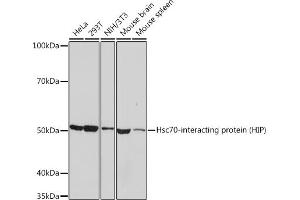 Western blot analysis of extracts of various cell lines, using Hsc70-interacting protein (HIP) Rabbit mAb (ABIN7270639) at 1:1000 dilution. (HSC70 Interacting Protein HIP anticorps)