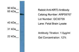 WB Suggested Anti-KRT3  Antibody Titration: 0. (Keratin 3 anticorps  (C-Term))