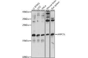 Western blot analysis of extracts of various cell lines, using L antibody (ABIN7265386) at 1:1000 dilution. (ARPC5L anticorps  (AA 1-100))