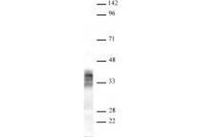 Pim2 antibody (rAb) tested by Western blot. (Recombinant PIM2 anticorps)