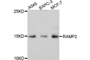 Western blot analysis of extracts of various cells, using RAMP2 antibody. (RAMP2 anticorps)