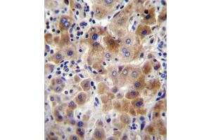 NEU2 Antibody immunohistochemistry analysis in formalin fixed and paraffin embedded human liver tissue followed by peroxidase conjugation of the secondary antibody and DAB staining. (NEU2 anticorps  (N-Term))