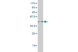 Western Blot detection against Immunogen (36.
