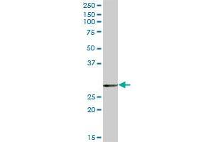 EPDR1 MaxPab polyclonal antibody.