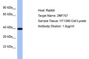 Host: Rabbit Target Name: ZNF707 Sample Type: HT1080 Whole cell lysates Antibody Dilution: 1. (ZNF707 anticorps  (C-Term))