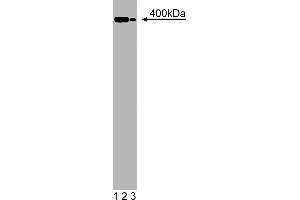 Western Blotting (WB) image for anti-Utrophin (UTRN) (AA 768-874) antibody (ABIN968237) (Utrophin anticorps  (AA 768-874))