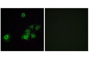 Immunofluorescence (IF) image for anti-Olfactory Receptor, Family 4, Subfamily C, Member 15 (OR4C15) (C-Term) antibody (ABIN1853238) (OR4C15 anticorps  (C-Term))