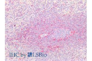 ABIN1590130 (5µg/ml) staining of paraffin embedded Human Spleen. (CD44 anticorps  (Internal Region))