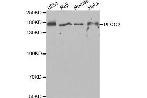 Western blot analysis of extracts of various cell lines, using PLCG2 antibody (ABIN5971208) at 1/1000 dilution. (Phospholipase C gamma 2 anticorps)