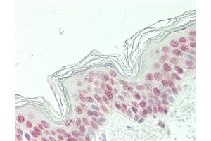 anti-Cyclin D3 (CCND3) (AA 252-281), (C-Term) antibody