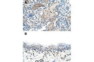 Immunohistochemical staining (Formalin-fixed paraffin-embedded sections) of human kidney (A) and human skin (B) with DLX2 polyclonal antibody  at 4-8 ug/mL working concentration. (DLX2 anticorps  (C-Term))