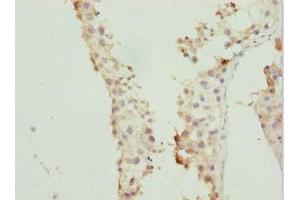 Immunohistochemistry of paraffin-embedded human testis tissue using ABIN7167363 at dilution of 1:100